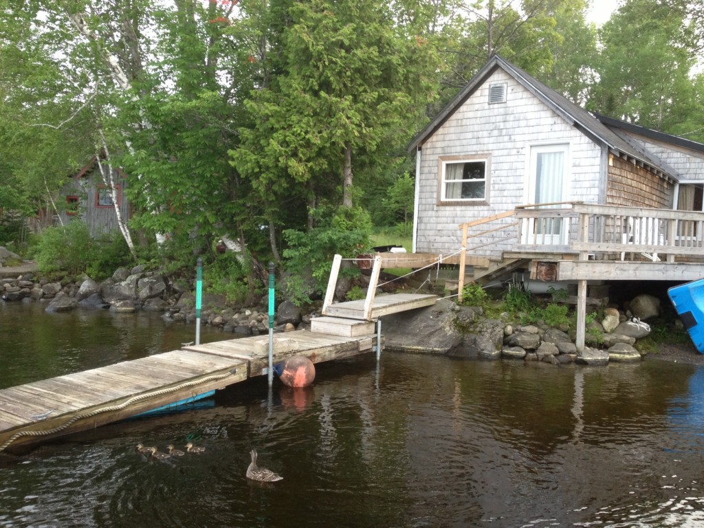 Ducklings swimming by the dock